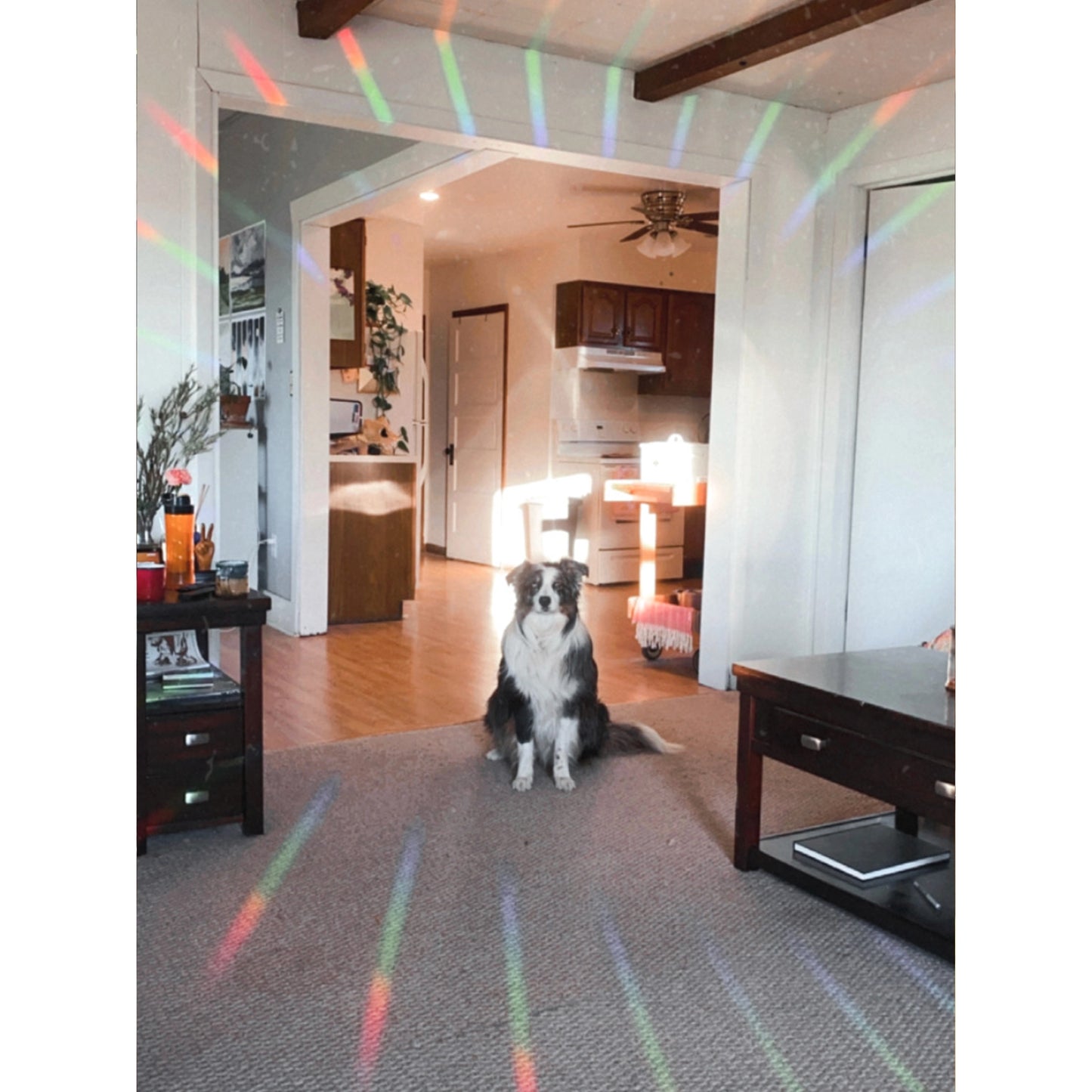 Colorful rainbows from suncatcher sticker shining in a large circle around pet dog sitting in the middle